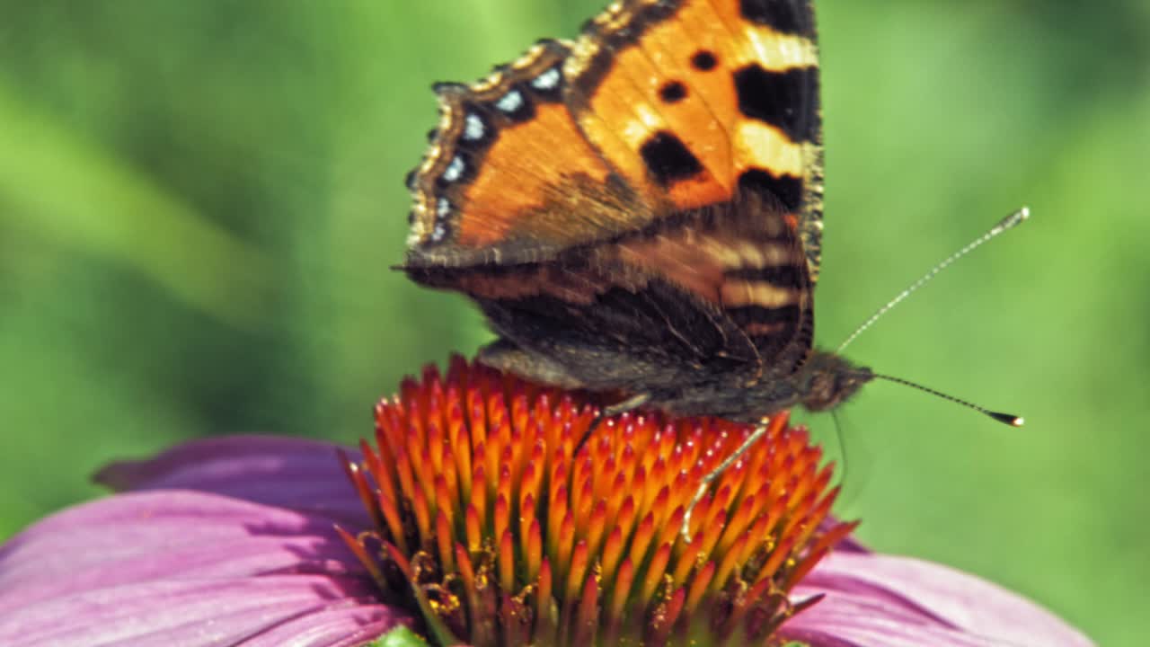 Primo piano macro di una farfalla vanessa urticae arancione posata su un fiore di echinacea viola, che si nutre e poi vola via