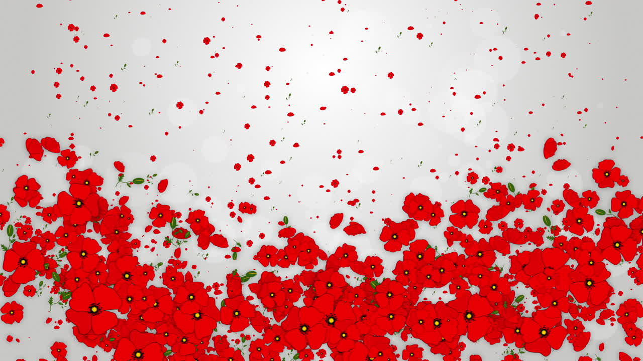 Pattern red poppy flowers with leaves. Graphic floral elements move and fly on white animated background with small particles. Looped seamless motion graphics.