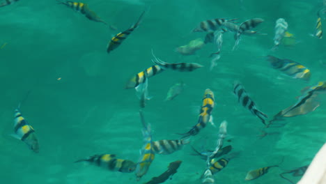 Tropical-fish-swimming-in-clear-shallow-waters