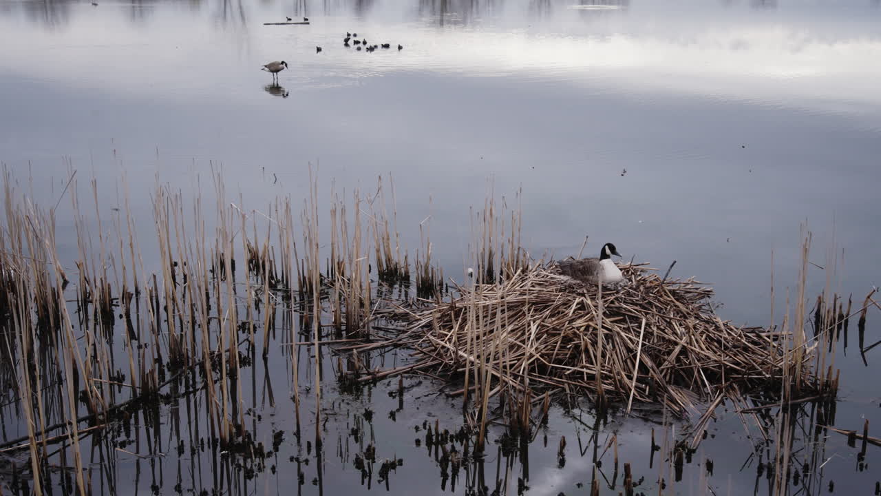 Footage of mother goose sitting on nest in pond in early spring