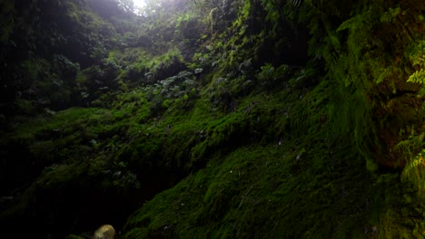 tilt-down reveals mossy lava walls in algar do carvao hole, terceira