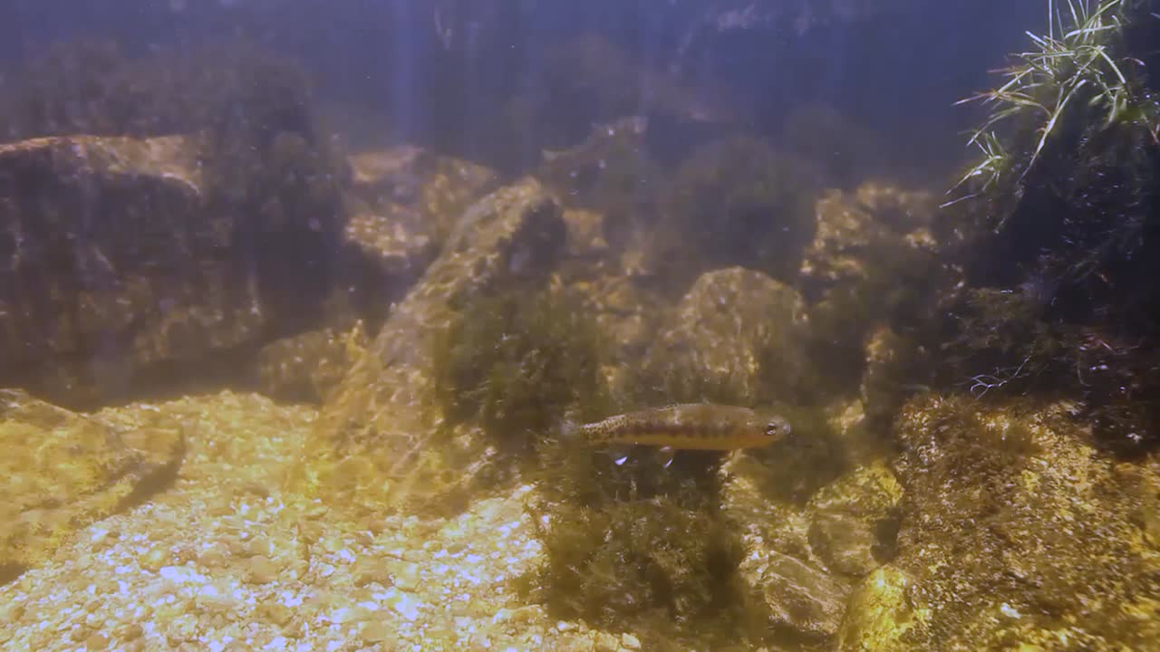 Et par guldfiskørreder under vandet i Inyo National Forest 2016