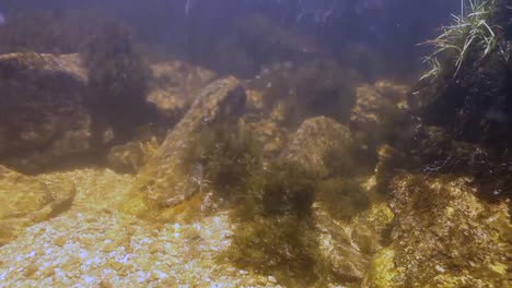 Un-Par-De-Truchas-Doradas-Bajo-El-Agua-Del-Bosque-Nacional-Inyo-2016