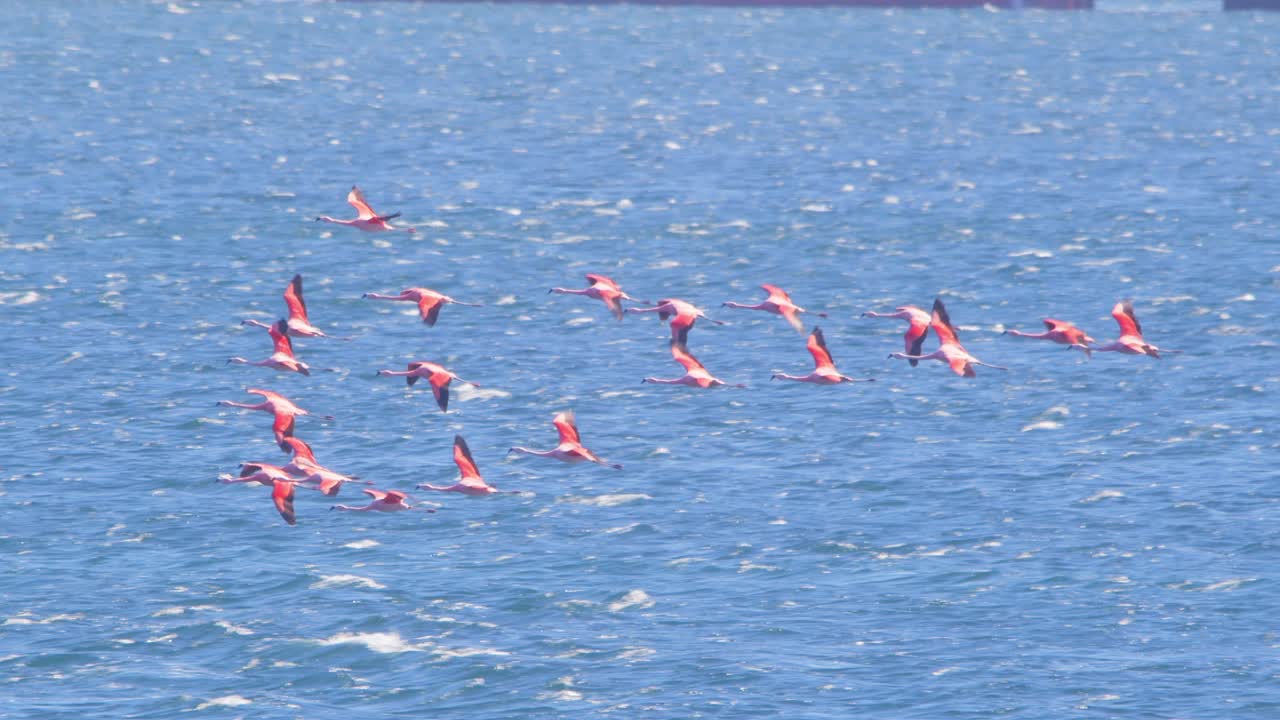 bandada de flamencos chilenos volando sobre el mar en puerto madryn, aves coloridas en cámara lenta