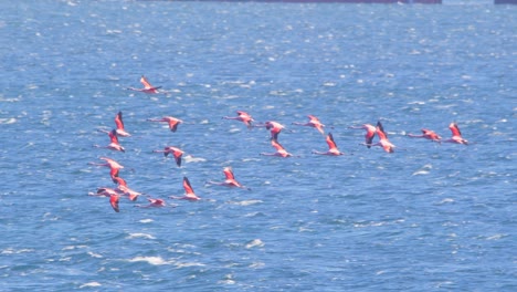 Bandada-De-Flamencos-Chilenos-Volando-Sobre-El-Mar-En-Puerto-Madryn,-Pájaros-Coloridos-En-Cámara-Lenta