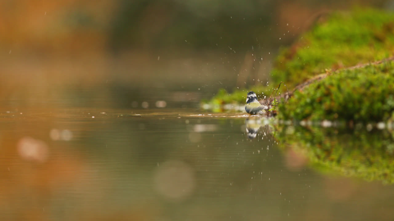el pecho azul bañándose en un estanque del bosque