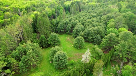 imágenes de video de drones aéreos de un prado en un denso bosque de pinos y un bosque caducifolio en un soleado y hermoso día de verano en las montañas apalaches