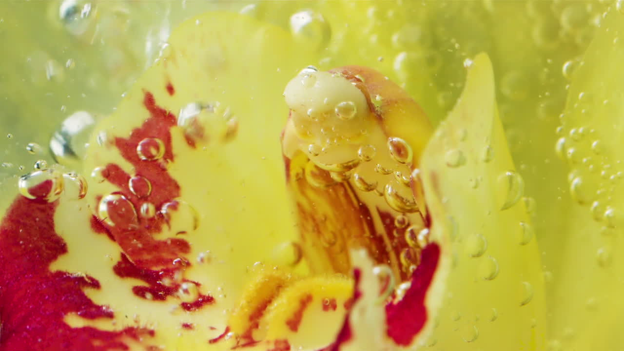 orquídea en agua con burbujas