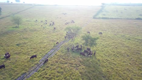 ankole-watusi cattle grazing in grass field in uganda - aerial drone shot