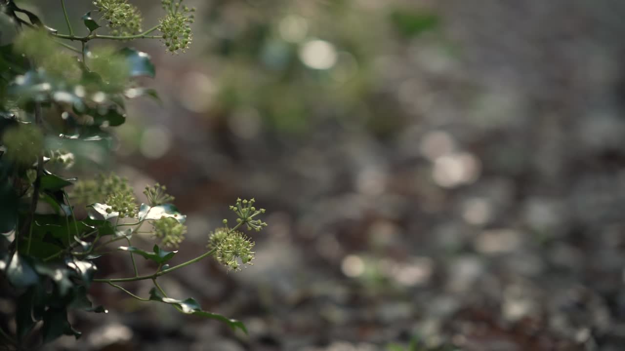 Paning view of a leaves path in a forest, with sun beams coming from the trees