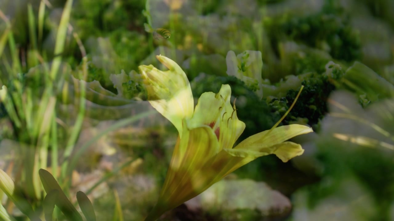 Sdoppiamento delicato che causa lo spostamento del fogliame, un fiore a tromba giallo al centro, petali che mostrano profondità.