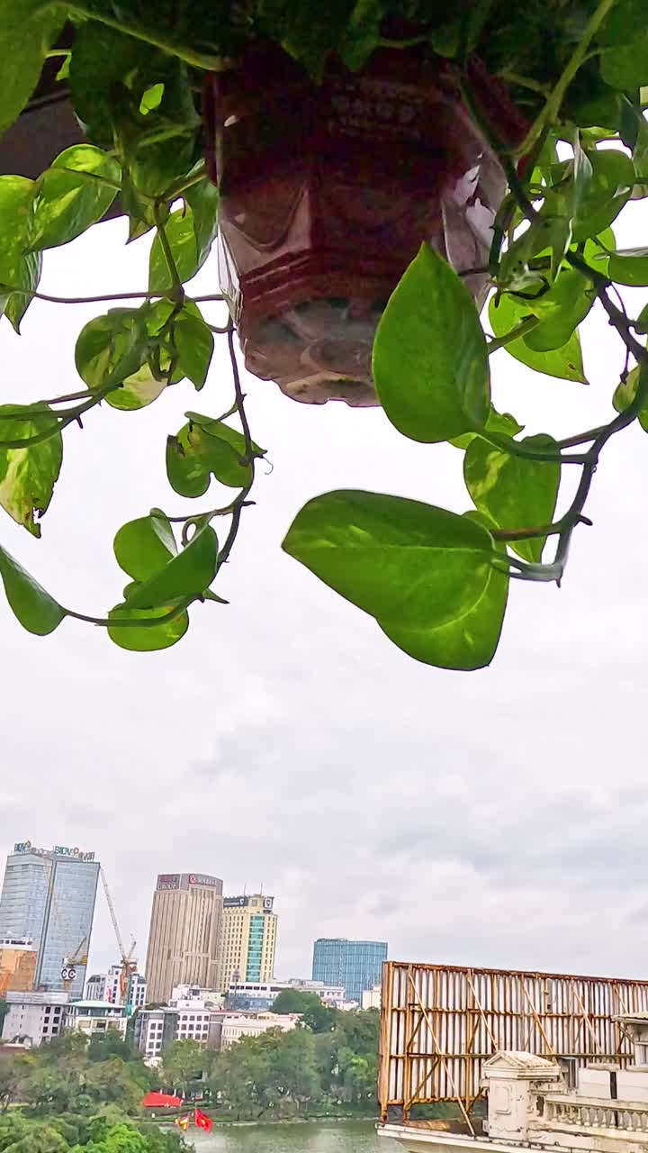 Uma planta balança suavemente acima da paisagem urbana de Hanói