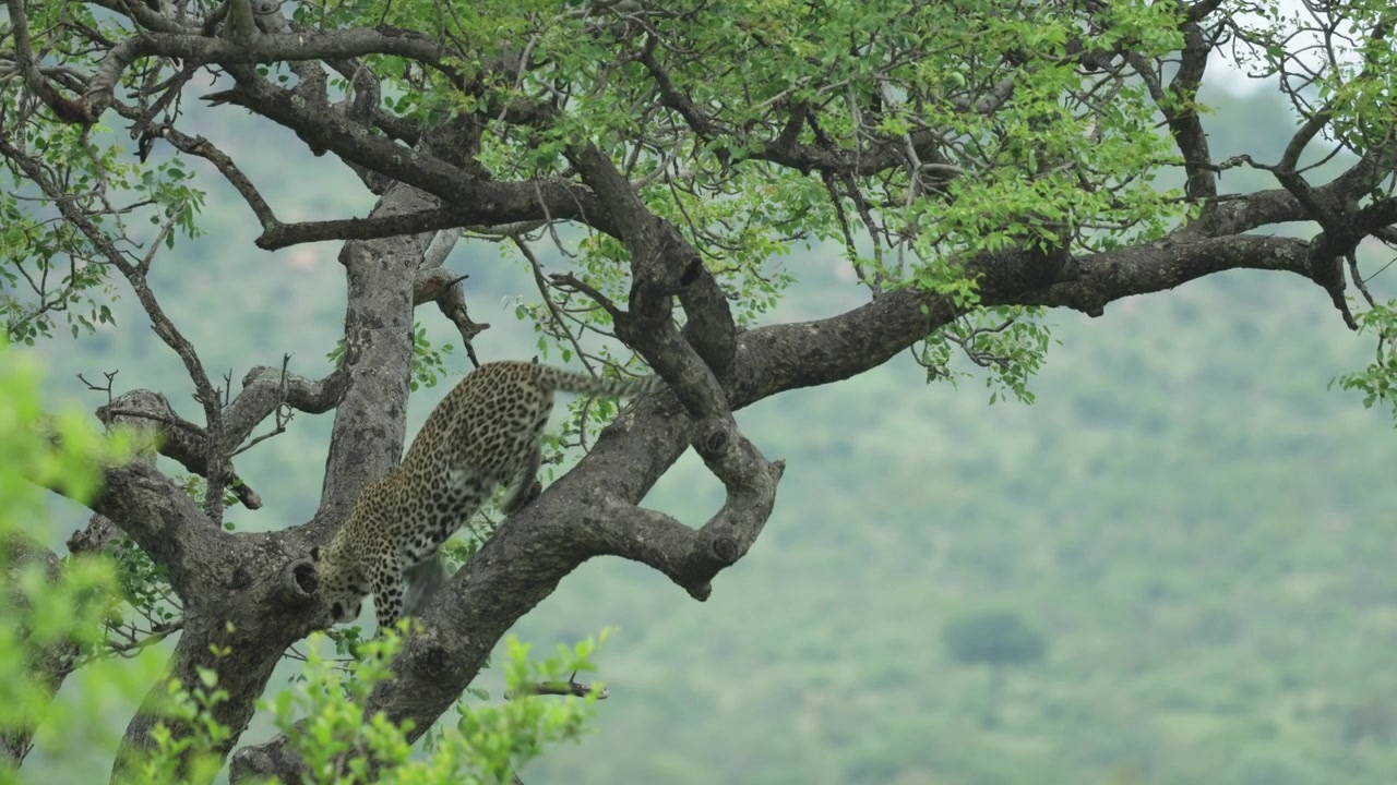 Kruger Ulusal Parkı'nda bir ağacın üzerinde oturan, etrafını tarayan ve ardından ağaçtan inen bir leoparın geniş çekimi.