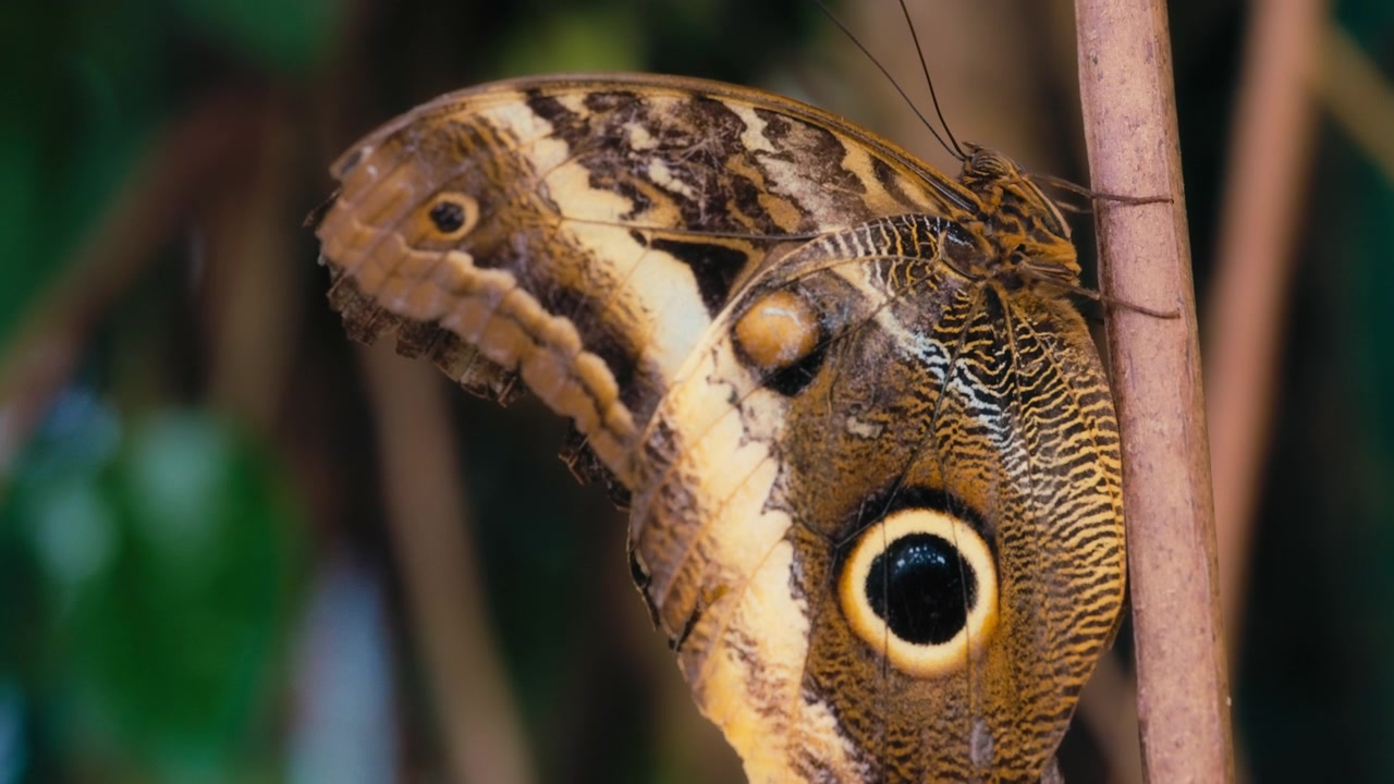 Primo piano di una farfalla civetta gigante posata su una pianta. Slow motion