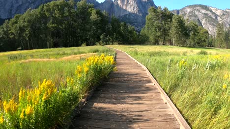 Walking-through-a-dreamy-meadow-covered-with-yellow-summer-wildflowers-at-Yosemite-National-Park,-USA