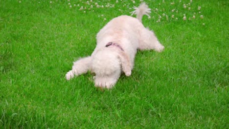 White-poodle-dog-lying-on-grass.-Cute-puppy-eating-grass.-Playful-dog-sniffing