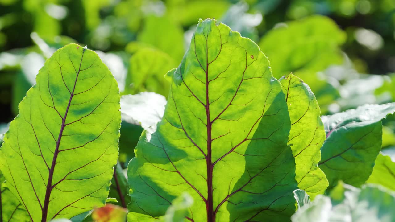 remolacha roja, remolacha ecológica con hojas en el fondo del suelo