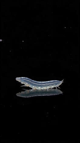 transparent worm reflection