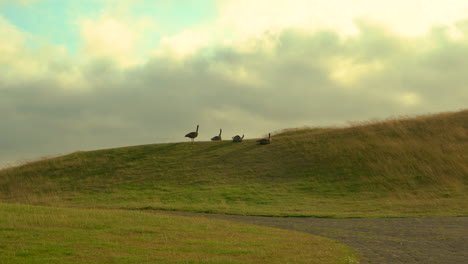 Group-of-Canada-geese-resting-at-a-golf-course,-camera-zooming-in