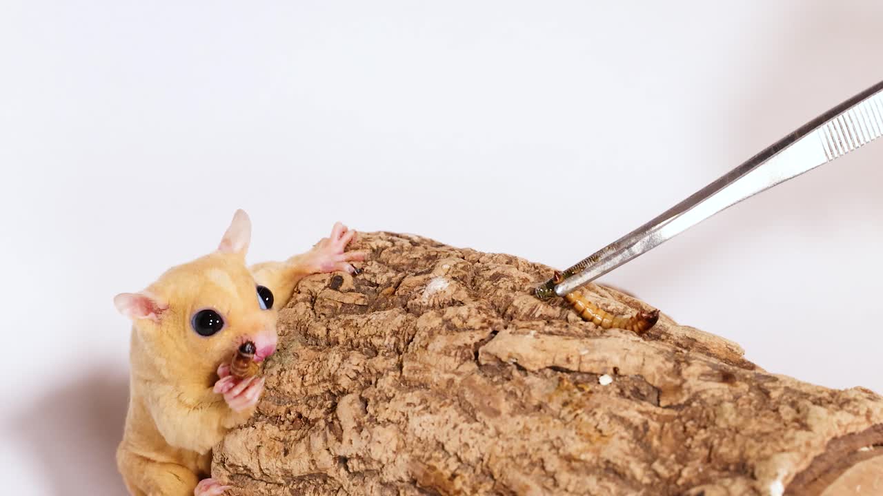 Un piccolo petauro dello zucchero leucistico mangia vermi della farina su un tronco su uno sfondo bianco