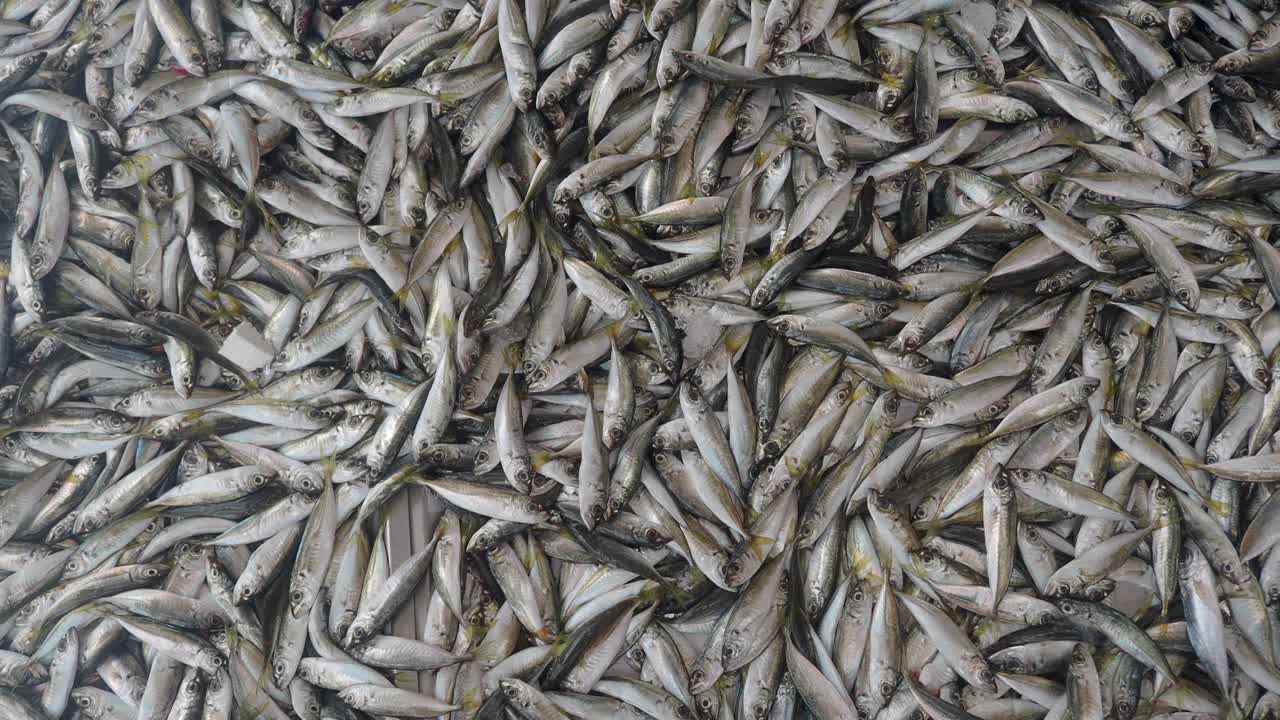 Pila di pesce fresco argentato in movimento al mercato
