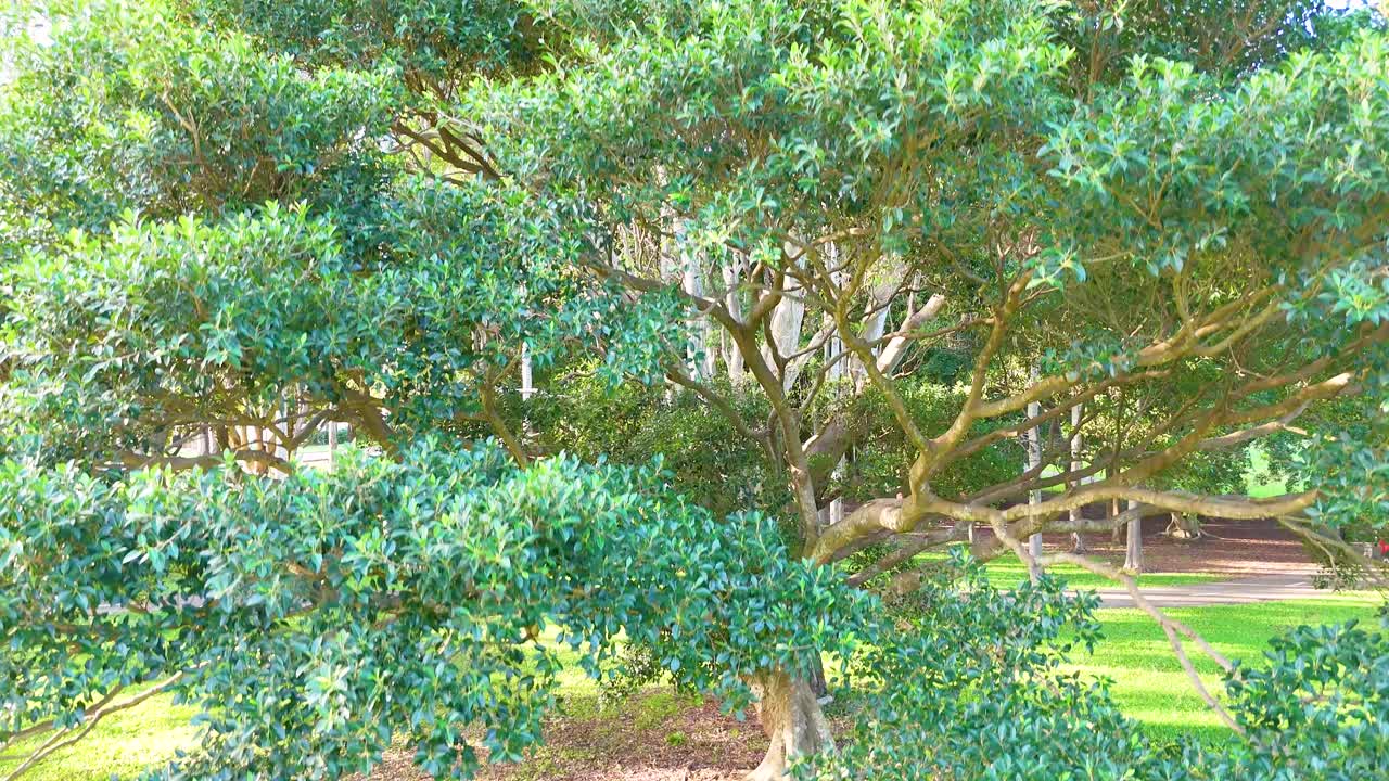Drone captures expansive tree canopy in a sunlit park, showcasing vibrant greenery and serene natural beauty in Gold Coast, Australia