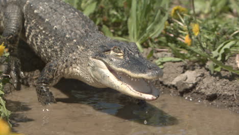 slow motion alligator on riverbank