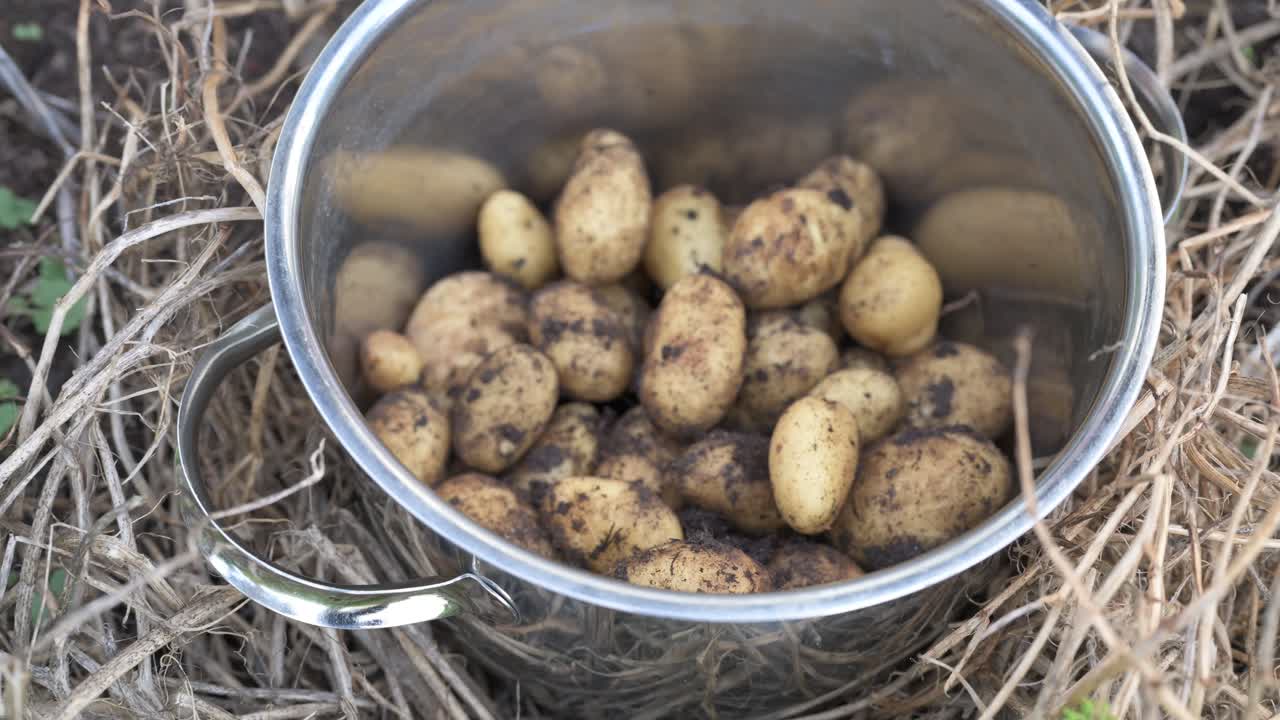 Potatoes collected to pot in home garden