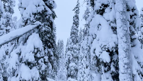 Verschneiter-Wald-Mit-Einer-Langsamen-Neigung-Nach-Oben