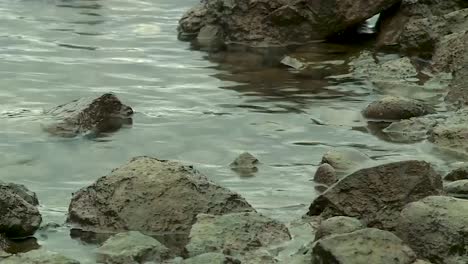 rocky shore of willamette river in portland oregon