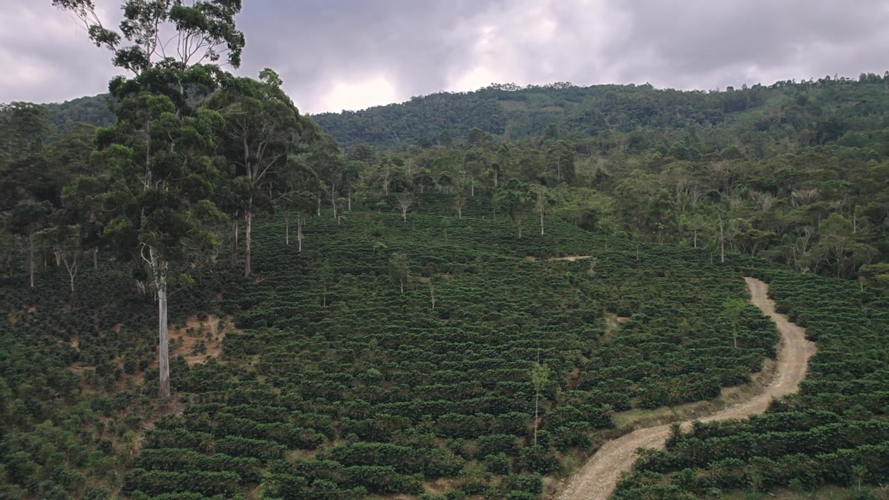 Riprese con drone che catturano un ampio panorama di colline boscose e un sentiero sterrato sotto un cielo coperto.