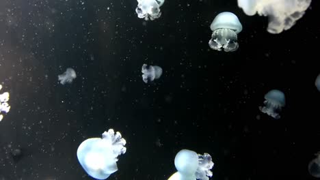 jellyfish swimming in black background