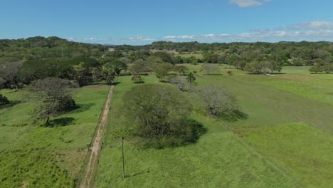 serenidad en las tierras altas: árbol solitario en la llanura