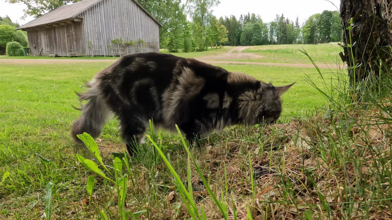 Maine Coon-kat udforsker græsset omkring et træ