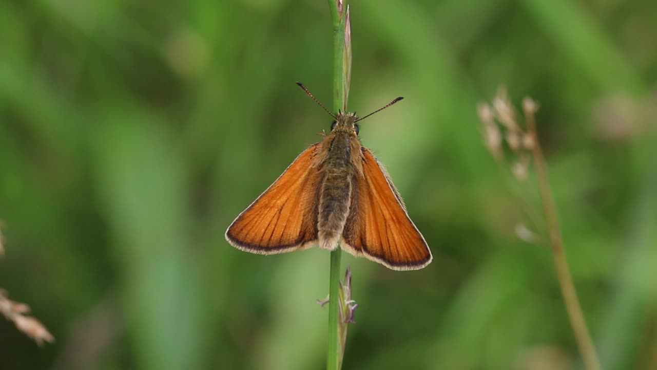 una pequeña mariposa capitán disfrutando de un tallo de hierba