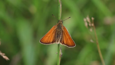 Ein-Kleiner-Skipper-Schmetterling,-Der-Sich-Auf-Einem-Grashalm-Sonnt