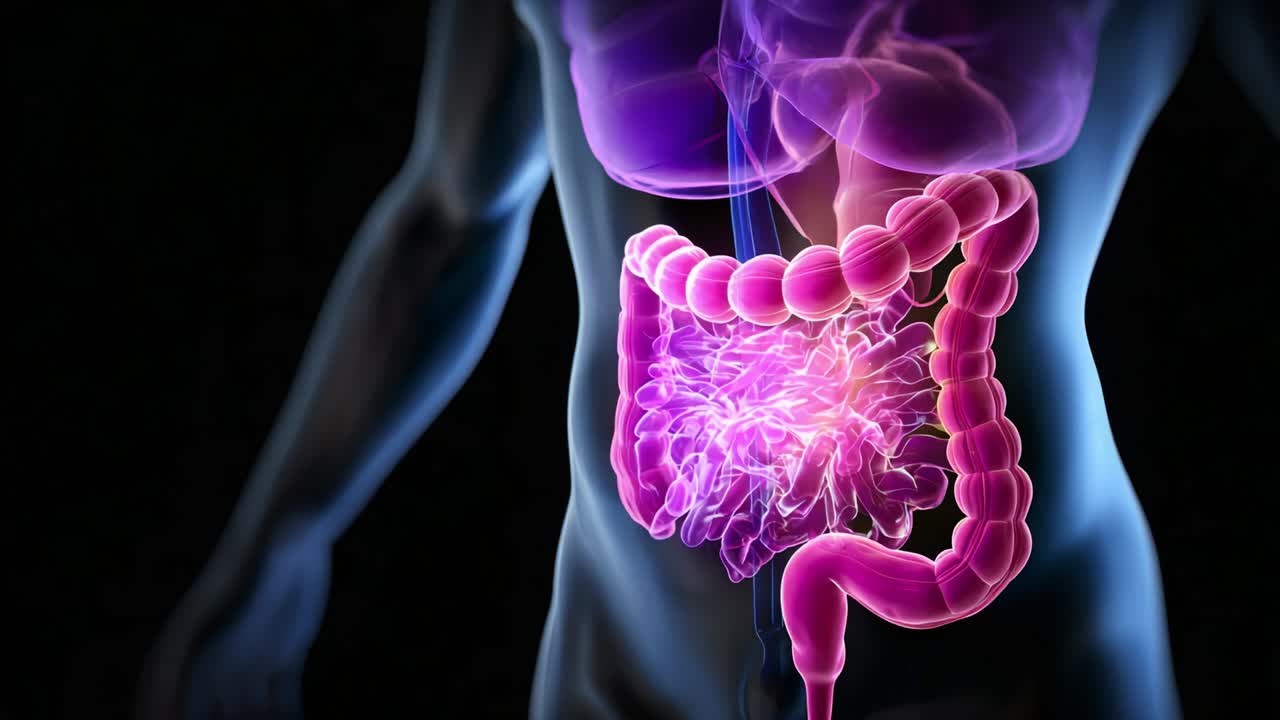 Anatomical Representation of the Human Digestive System Highlighting the Intestines and Their Functions in a Stylized Artistic Illustration, Featuring Vibrant Colors and Dynamic Energy Flow Interactions