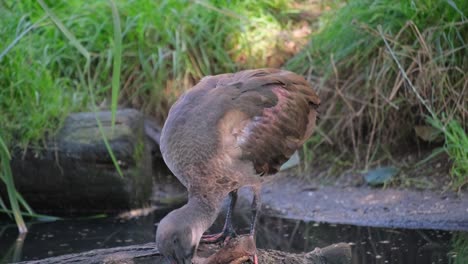 diverse array of birds water plants grass and natu 4k 2025 08 04 22 49 06 utc.mov | aquatic, avian, aviary, beak