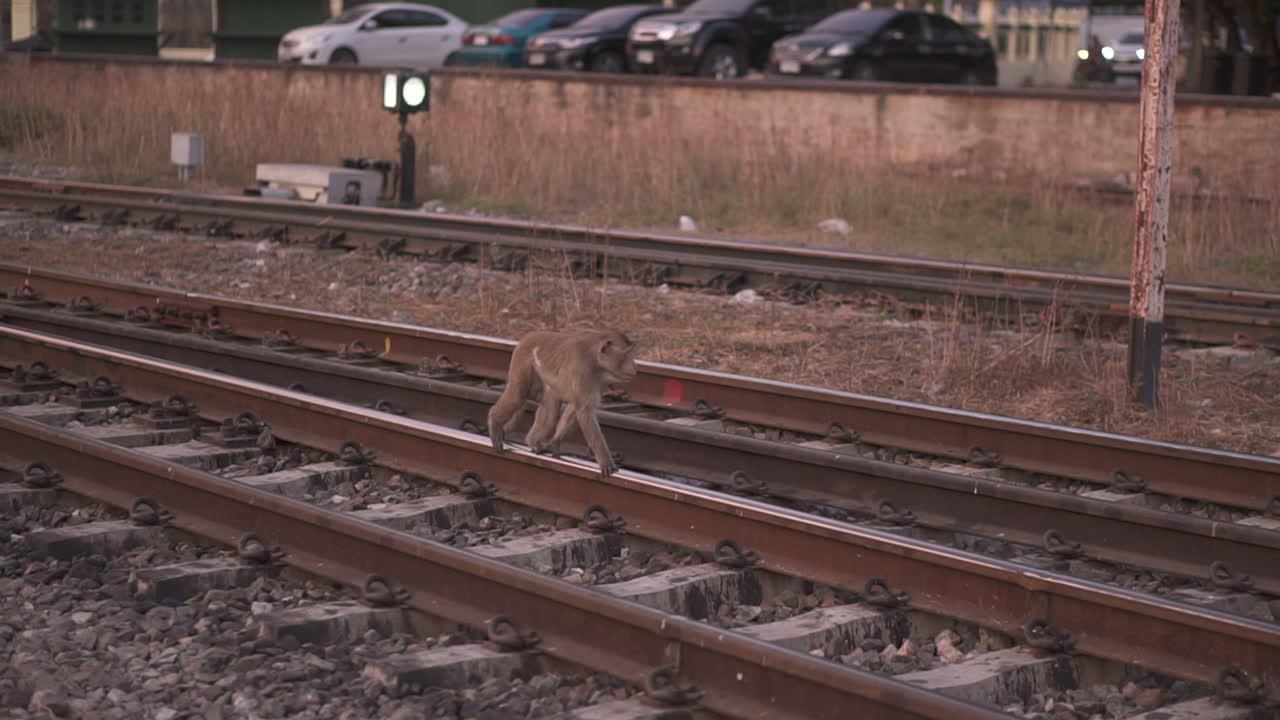 Big female of Long tail macaque monkey calmly walking along the railway on the tracks looking for dinner in the city of Lopburi in Thailand
