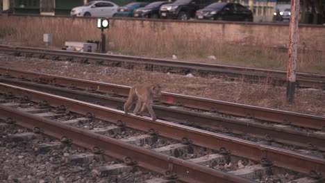 big female of long tail macaque monkey calmly walking along the railway on the tracks looking for dinner in the city of lopburi in thailand