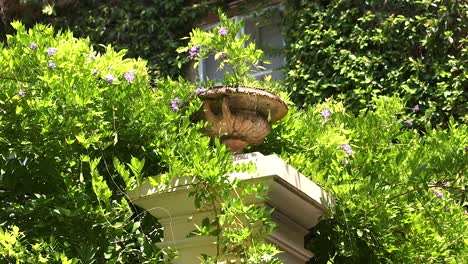 a fountain surrounded by vibrant greenery