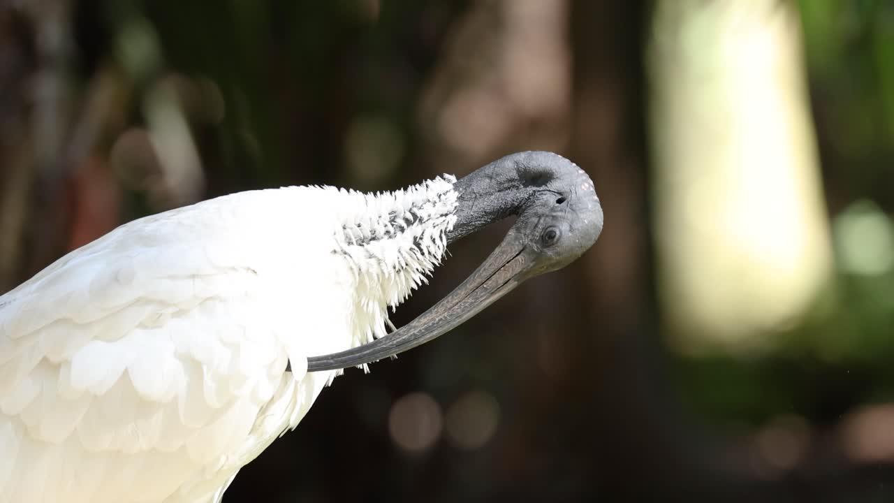 ibis blanco limpiando las plumas con el pico