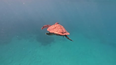 Turtle-swimming-underwater,-filmed-upclose