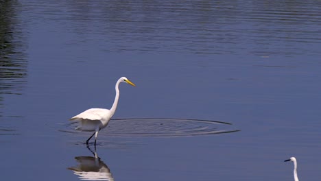 great egret bird feeding on fish in shallow pond water and flaps its wings - wide shot, slow motion