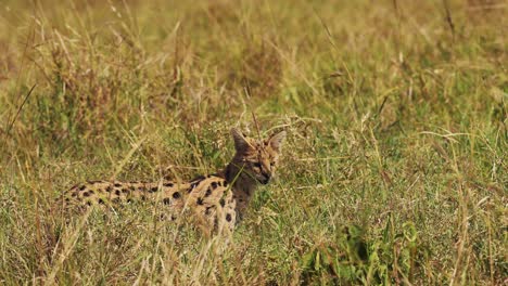 Toma-En-Cámara-Lenta-De-La-Caza-Serval-En-Pastizales-Exuberantes-Para-Presas-Pequeñas,-Abalanzarse-Y-Saltar,-Reserva-Nacional-En-Kenia,-Animales-De-Safari-De-áfrica-En-La-Conservación-Del-Norte-De-Masai-Mara