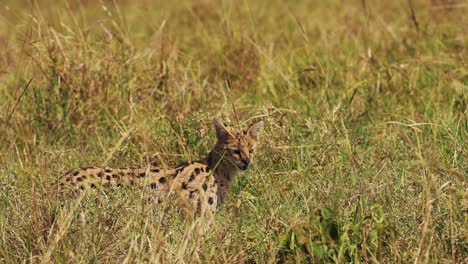 Slow-Motion-Shot-of-Serval-hunting-in-luscious-grasslands-for-small-prey,-pouncing-and-jumping,-National-Reserve-in-Kenya,-Africa-Safari-Animals-in-Masai-Mara-North-Conservancy