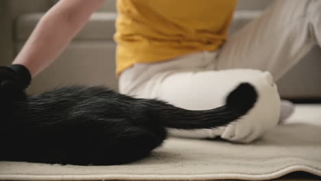 close-up de uma mulher irreconhecível sentada no chão e escovando seu gato preto usando luva