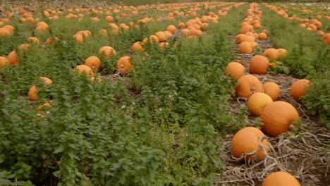 panning pan shot looking up a line of pumpkins growing in a field