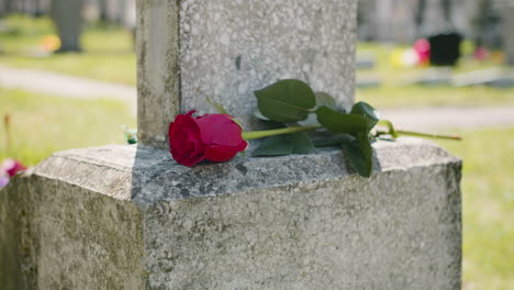 Primer-Plano-De-Una-Rosa-Roja-En-Una-Lápida-En-Un-Cementerio-En-Un-Día-Soleado-1