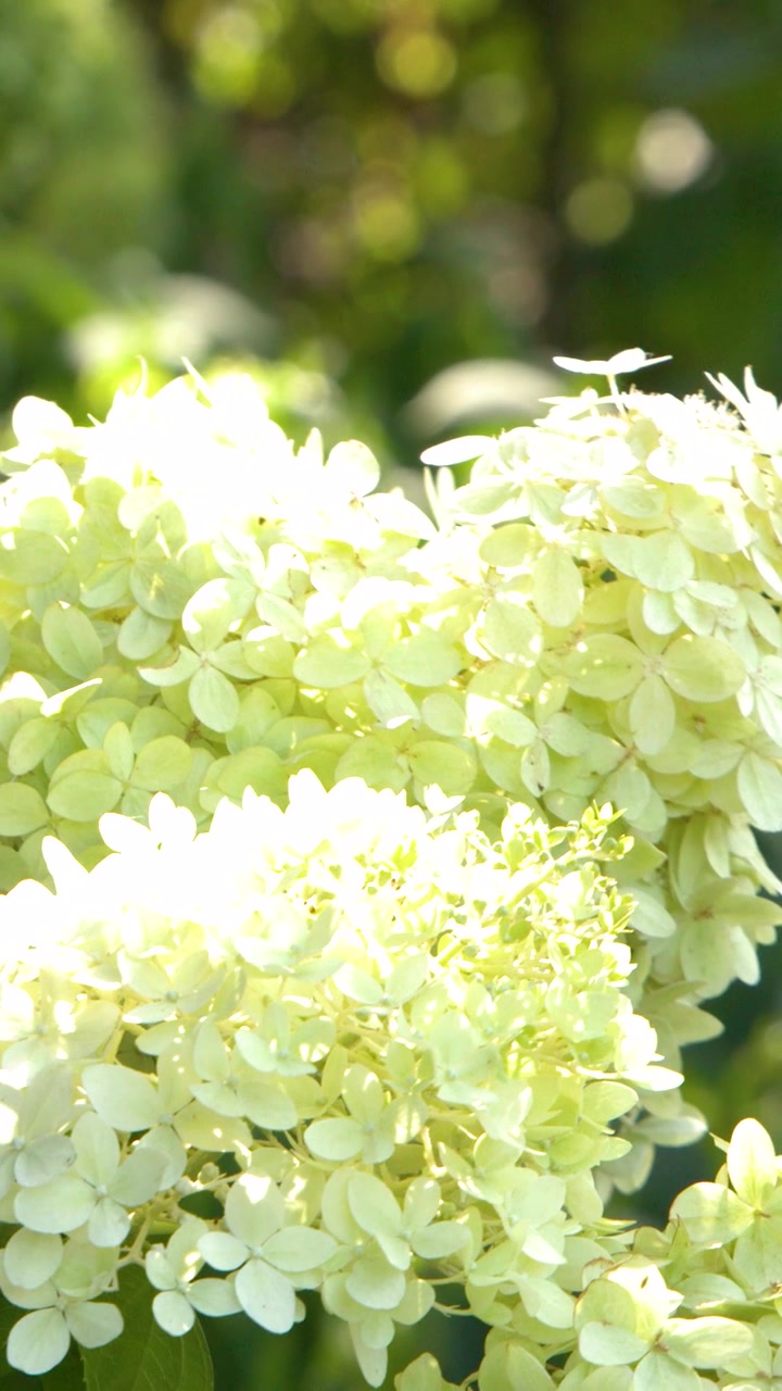 Bright white hydrangea blooms sway gently in a sun-drenched garden with soft bokeh background.